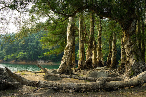 Shing Mun Summer Fun